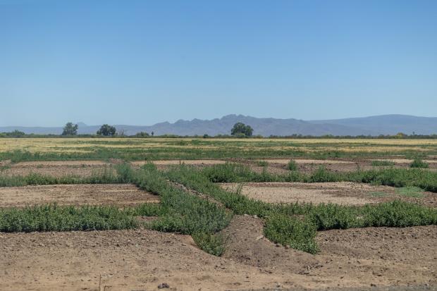 Despite its water issues, the Yaqui Valley is co<em></em>nsidered one of Mexico’s most productive breadbaskets.