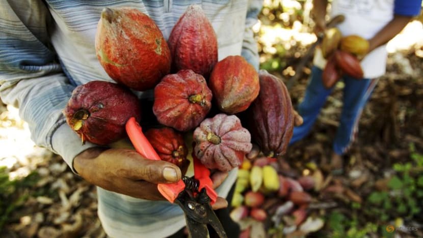 Indo<em></em>nesia plans to develop cocoa, coco<em></em>nut sectors using palm oil fund