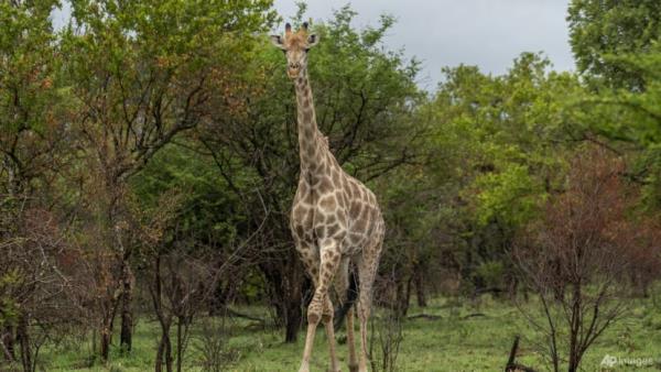 Giraffes bring peace to Kenyan communities o<em></em>nce at odds 